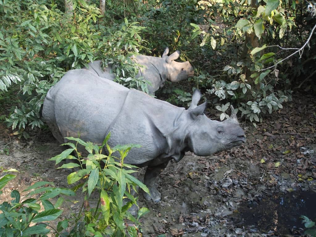Chitwan Rhino